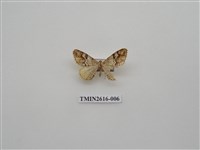 藏品(尺蛾135)的圖片